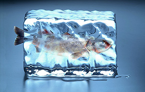Fish in Ice
