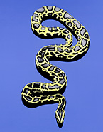 snake